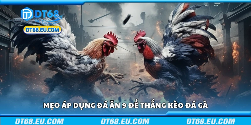Một số mẹo áp dụng đá ăn 9 để thắng kèo đá gà
