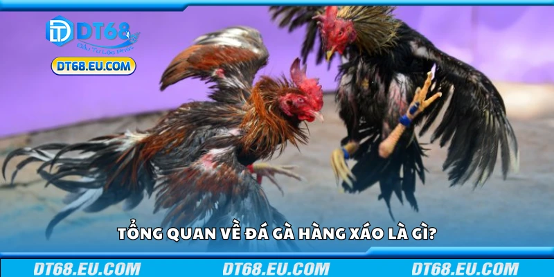 Tìm hiểu về đá gà hàng xáo là gì?