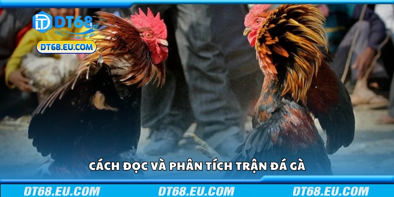 Hướng dẫn cách đọc và phân tích trận đá gà