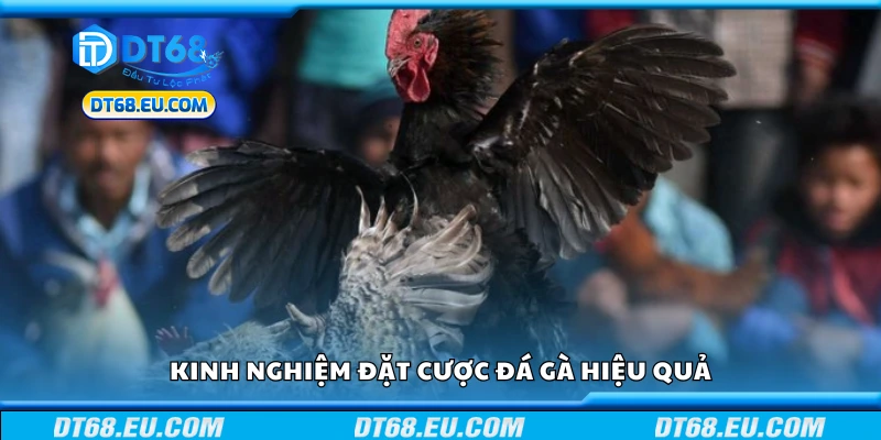 Kinh nghiệm đặt cược đá gà hiệu quả