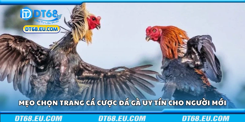 Thủ thuật chọn trang cá cược đá gà uy tín cho người mới